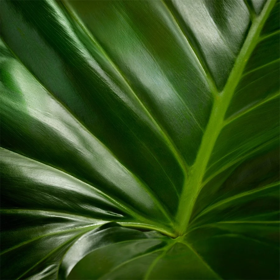 Nuxe Bio Radiance Detox Mask Graines De Sésame & Extrait D'agrumes De Nuxe 5 Nuxe Bio Radiance Detox Mask Graines De Sésame & Extrait D'agrumes De Nuxe – Image 5